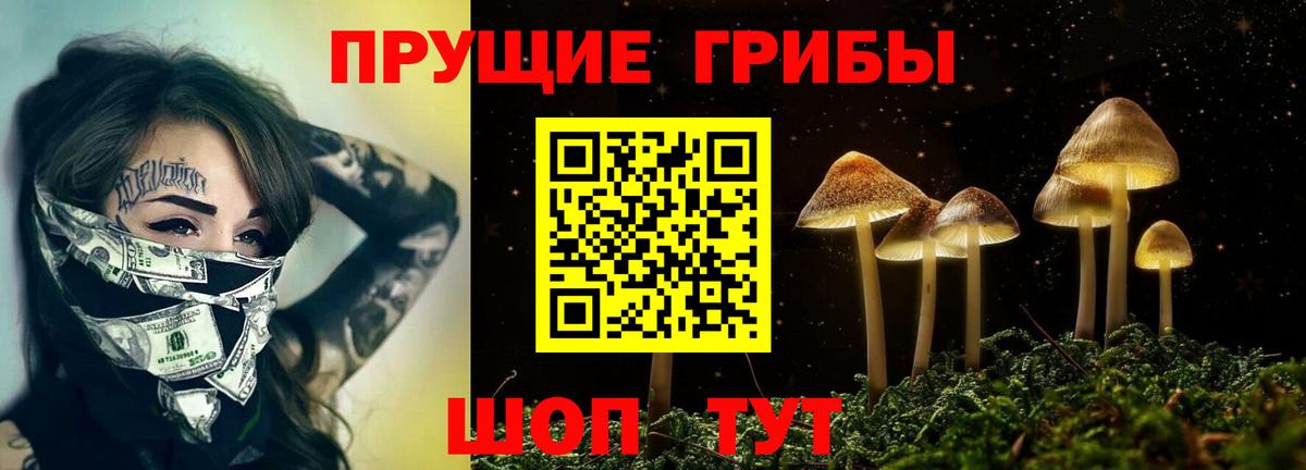 Курчатов  Галлюциногенные грибы Psilocybe  Вход с VPN 